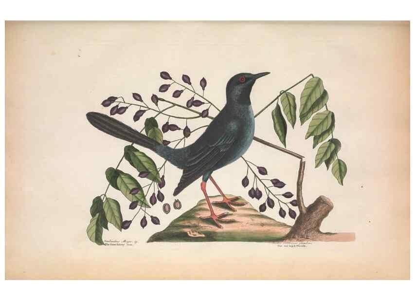 Reproducción/Reproduction 49456861836: The natural history of Carolina, Florida, and the Bahama Islands :. London :Printed for B. White,1771.. 