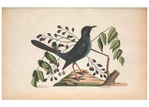 Reproducción/Reproduction 49456861836: The natural history of Carolina, Florida, and the Bahama Islands :. London :Printed for B. White,1771.. 