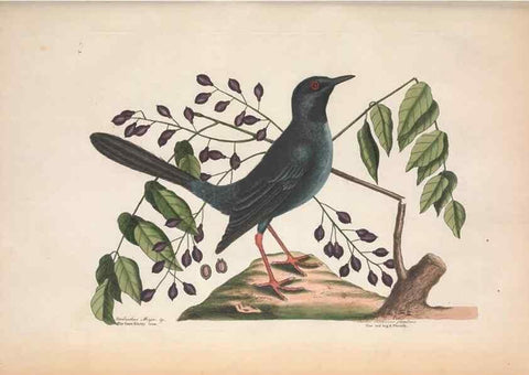 Reproducción/Reproduction 49456861836: The natural history of Carolina, Florida, and the Bahama Islands :. London :Printed for B. White,1771.. 