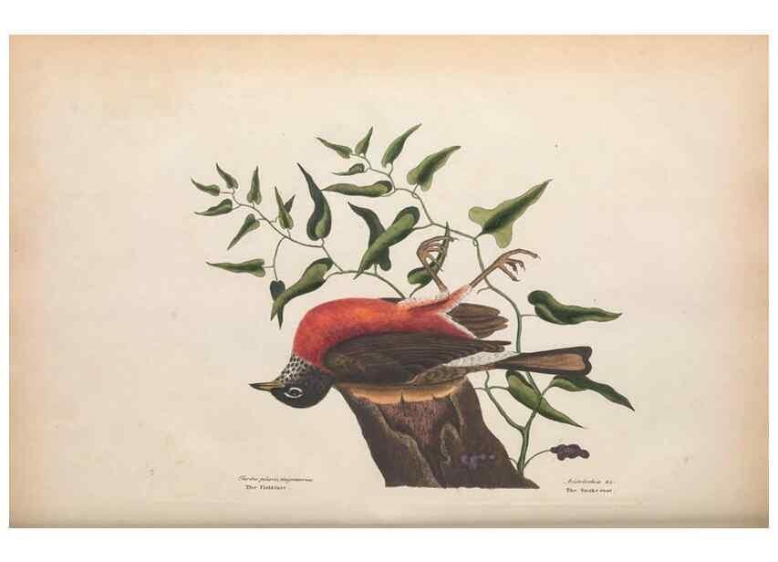 Reproducción/Reproduction 49456388988: The natural history of Carolina, Florida, and the Bahama Islands :. London :Printed for B. White,1771.. 
