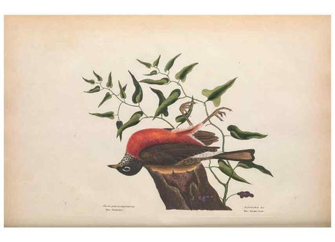 Reproducción/Reproduction 49456388988: The natural history of Carolina, Florida, and the Bahama Islands :. London :Printed for B. White,1771.. 