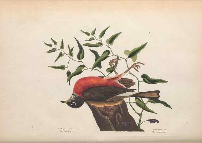Reproducción/Reproduction 49456388988: The natural history of Carolina, Florida, and the Bahama Islands :. London :Printed for B. White,1771.. 