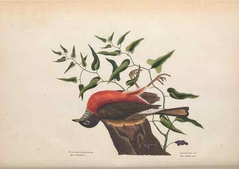 Reproducción/Reproduction 49456388988: The natural history of Carolina, Florida, and the Bahama Islands :. London :Printed for B. White,1771.. 