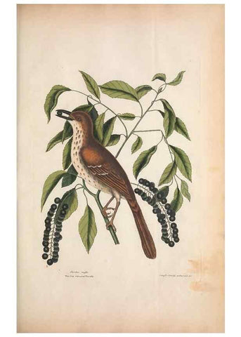 Reproducción/Reproduction 49457093942: The natural history of Carolina, Florida, and the Bahama Islands :. London :Printed for B. White,1771.. 