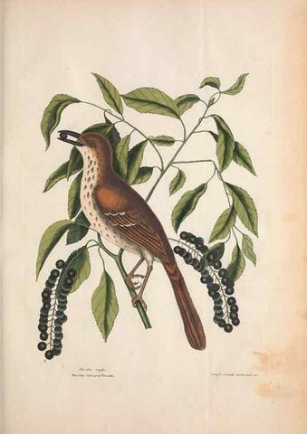 Reproducción/Reproduction 49457093942: The natural history of Carolina, Florida, and the Bahama Islands :. London :Printed for B. White,1771.. 
