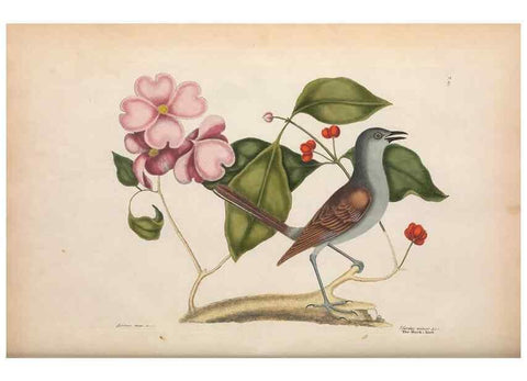 Reproducción/Reproduction 49456860741: The natural history of Carolina, Florida, and the Bahama Islands :. London :Printed for B. White,1771.. 