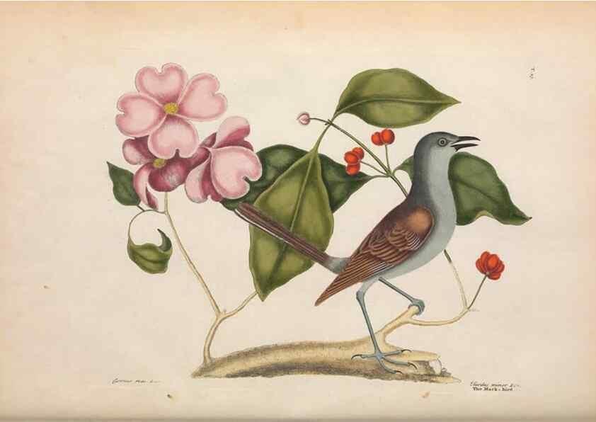 Reproducción/Reproduction 49456860741: The natural history of Carolina, Florida, and the Bahama Islands :. London :Printed for B. White,1771.. 