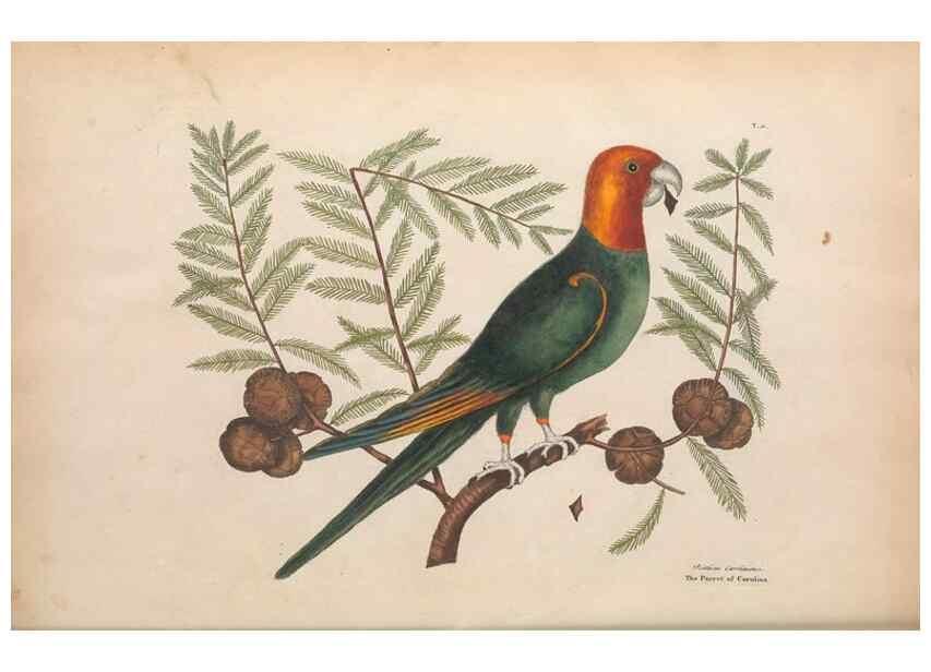 Reproducción/Reproduction 49457087677: The natural history of Carolina, Florida, and the Bahama Islands :. London :Printed for B. White,1771.. 