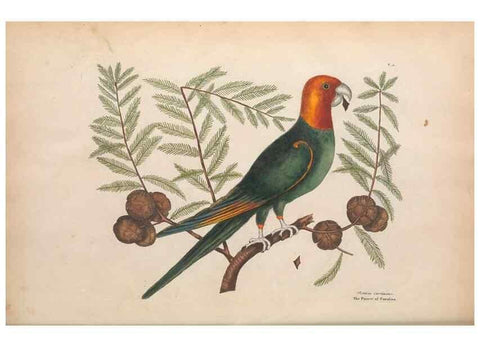 Reproducción/Reproduction 49457087677: The natural history of Carolina, Florida, and the Bahama Islands :. London :Printed for B. White,1771.. 
