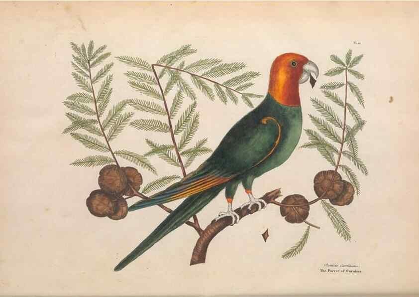Reproducción/Reproduction 49457087677: The natural history of Carolina, Florida, and the Bahama Islands :. London :Printed for B. White,1771.. 