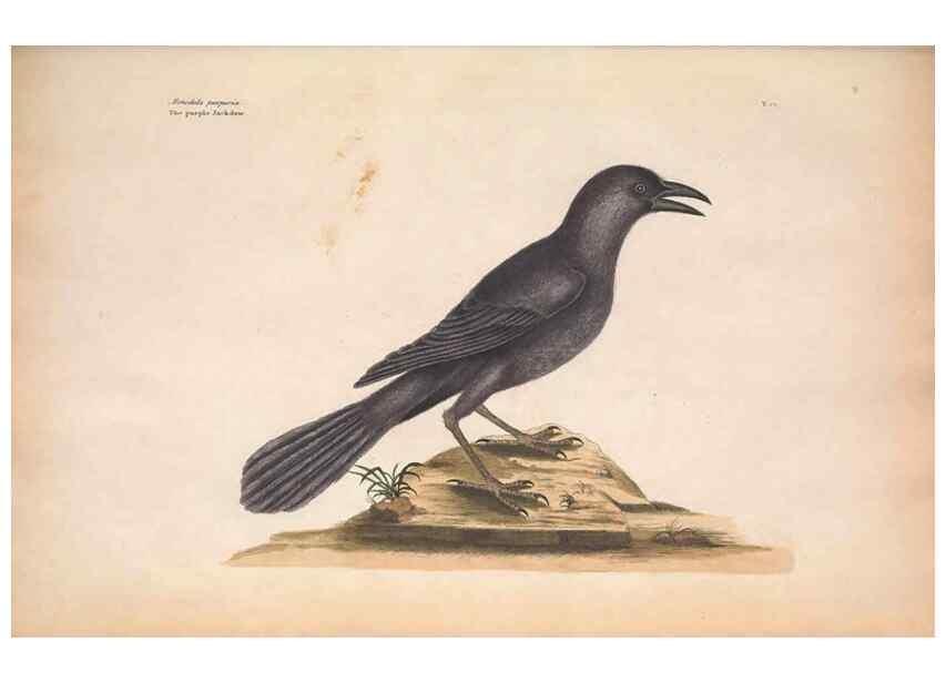 Reproducción/Reproduction 49456382843: The natural history of Carolina, Florida, and the Bahama Islands :. London :Printed for B. White,1771.. 