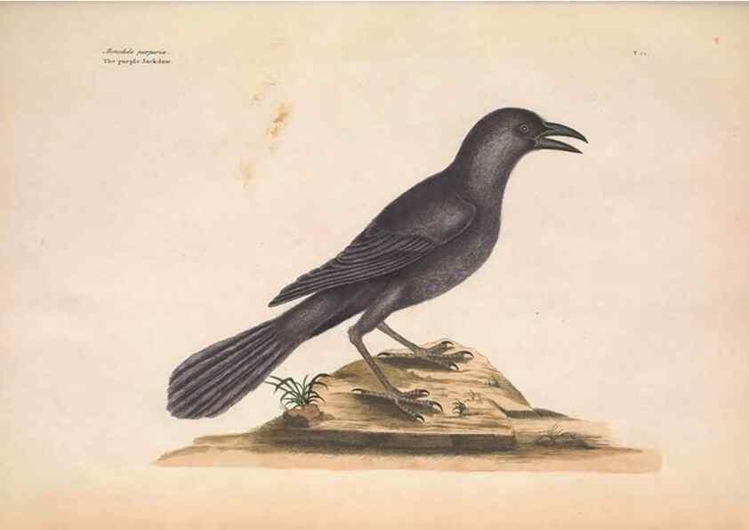 Reproducción/Reproduction 49456382843: The natural history of Carolina, Florida, and the Bahama Islands :. London :Printed for B. White,1771.. 