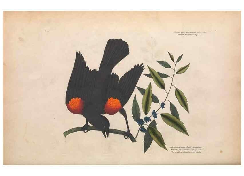 Reproducción/Reproduction 49456855761: The natural history of Carolina, Florida, and the Bahama Islands :. London :Printed for B. White,1771.. 
