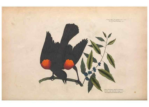 Reproducción/Reproduction 49456855761: The natural history of Carolina, Florida, and the Bahama Islands :. London :Printed for B. White,1771.. 