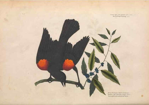 Reproducción/Reproduction 49456855761: The natural history of Carolina, Florida, and the Bahama Islands :. London :Printed for B. White,1771.. 