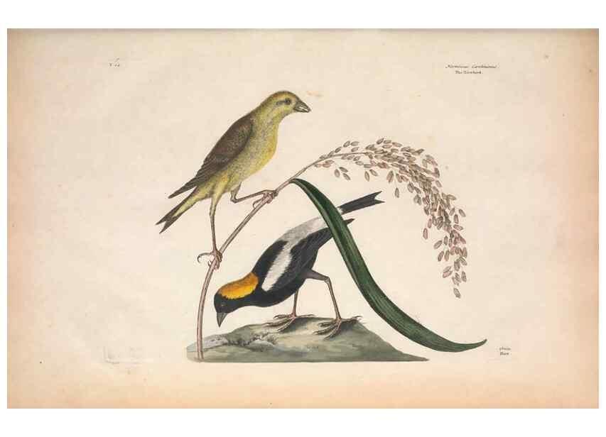 Reproducción/Reproduction 49456856086: The natural history of Carolina, Florida, and the Bahama Islands :. London :Printed for B. White,1771.. 
