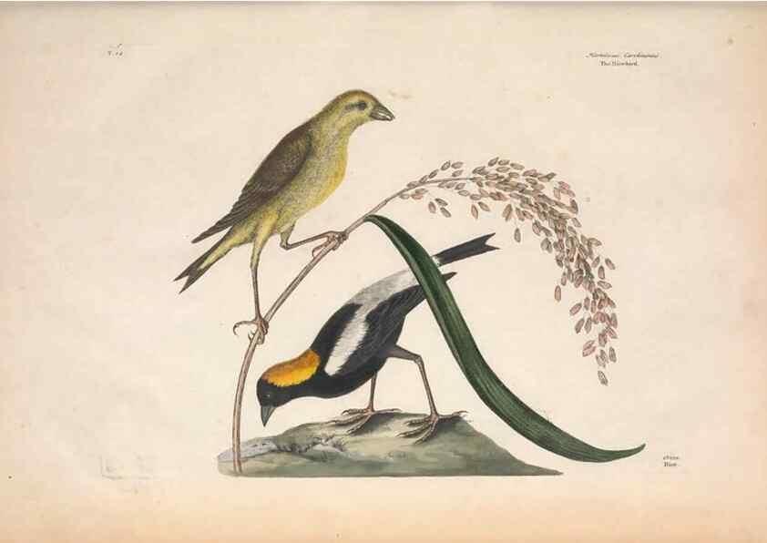 Reproducción/Reproduction 49456856086: The natural history of Carolina, Florida, and the Bahama Islands :. London :Printed for B. White,1771.. 