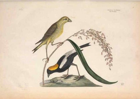 Reproducción/Reproduction 49456856086: The natural history of Carolina, Florida, and the Bahama Islands :. London :Printed for B. White,1771.. 
