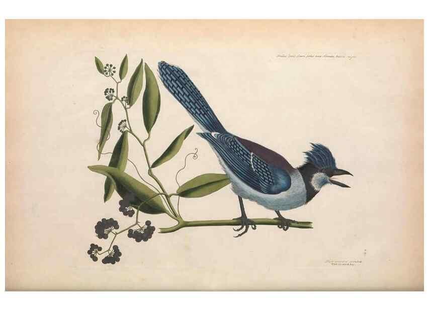 Reproducción/Reproduction 49456383798: The natural history of Carolina, Florida, and the Bahama Islands :. London :Printed for B. White,1771.. 