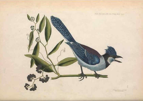 Reproducción/Reproduction 49456383798: The natural history of Carolina, Florida, and the Bahama Islands :. London :Printed for B. White,1771.. 