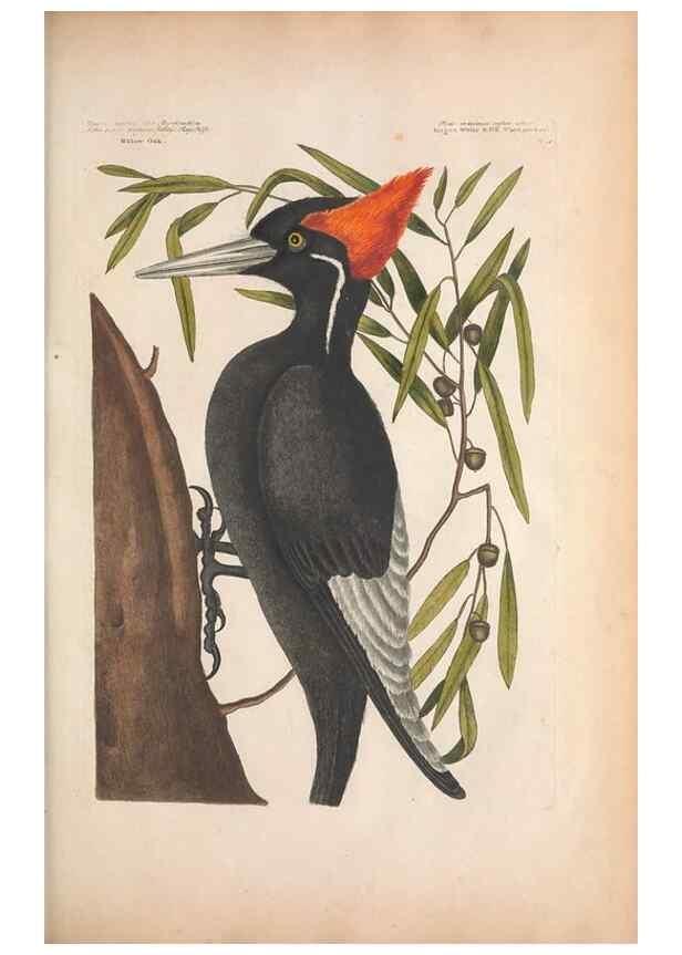 Reproducción/Reproduction 49456384133: The natural history of Carolina, Florida, and the Bahama Islands :. London :Printed for B. White,1771.. 