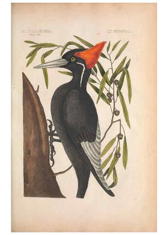 Reproducción/Reproduction 49456384133: The natural history of Carolina, Florida, and the Bahama Islands :. London :Printed for B. White,1771.. 