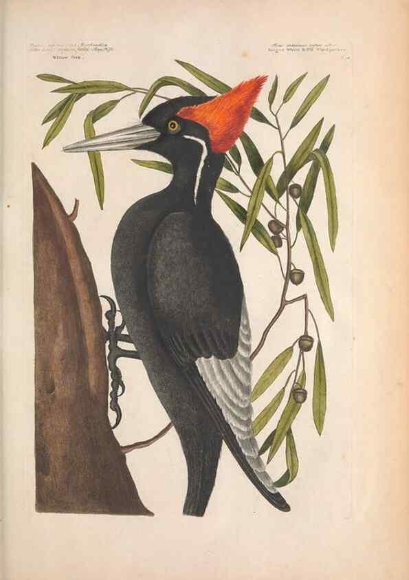 Reproducción/Reproduction 49456384133: The natural history of Carolina, Florida, and the Bahama Islands :. London :Printed for B. White,1771.. 