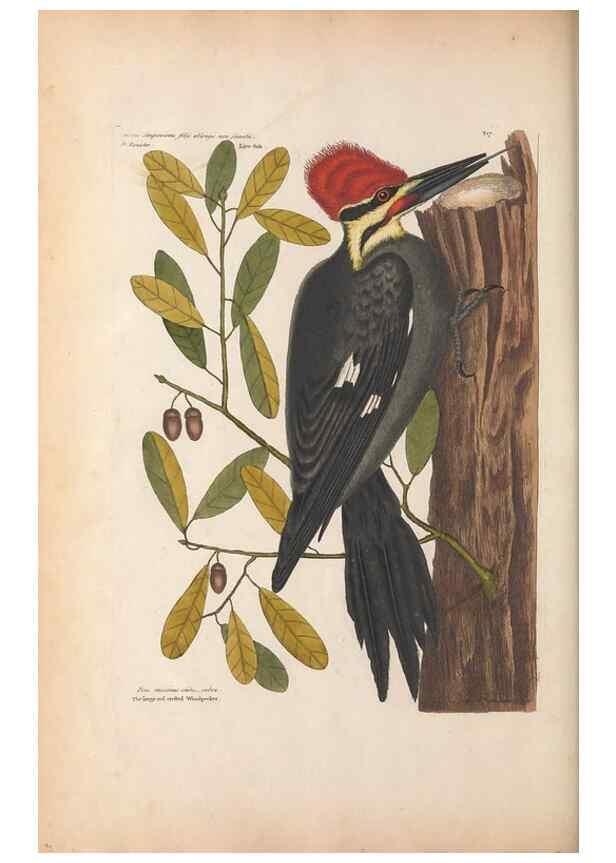 Reproducción/Reproduction 49456857071: The natural history of Carolina, Florida, and the Bahama Islands :. London :Printed for B. White,1771.. 