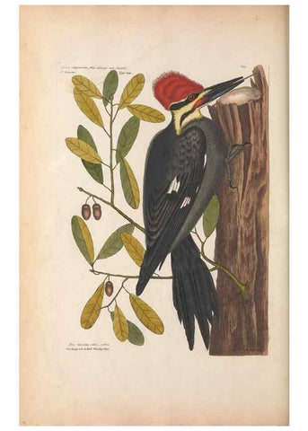 Reproducción/Reproduction 49456857071: The natural history of Carolina, Florida, and the Bahama Islands :. London :Printed for B. White,1771.. 