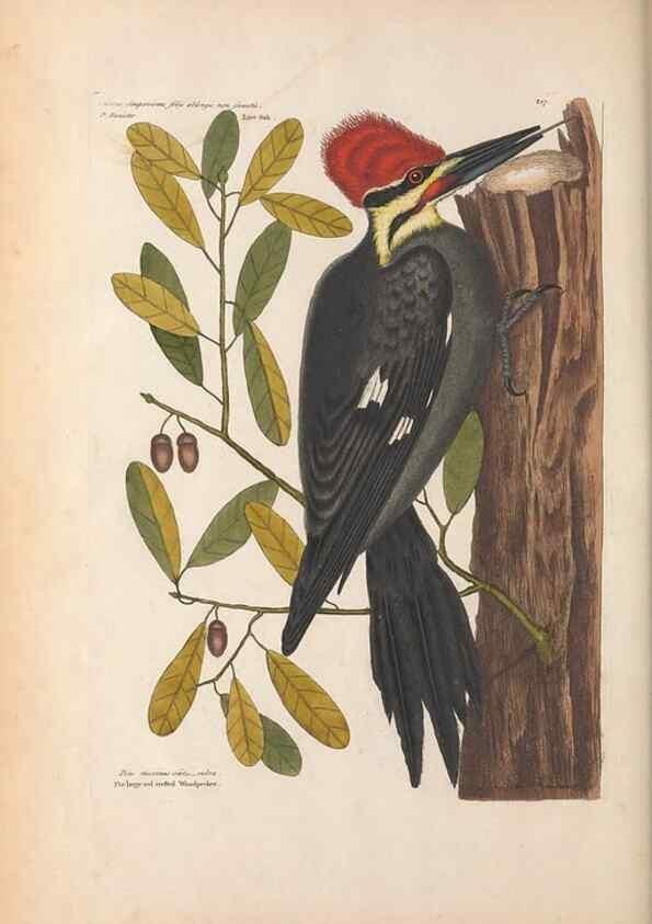 Reproducción/Reproduction 49456857071: The natural history of Carolina, Florida, and the Bahama Islands :. London :Printed for B. White,1771.. 