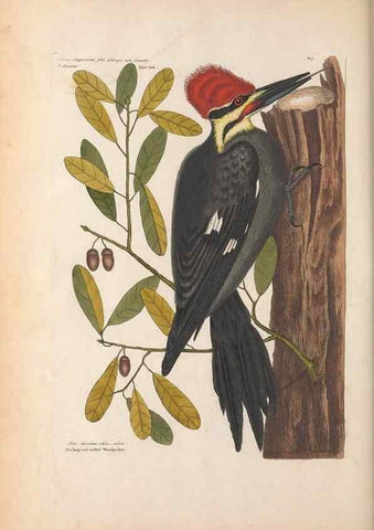 Reproducción/Reproduction 49456857071: The natural history of Carolina, Florida, and the Bahama Islands :. London :Printed for B. White,1771.. 