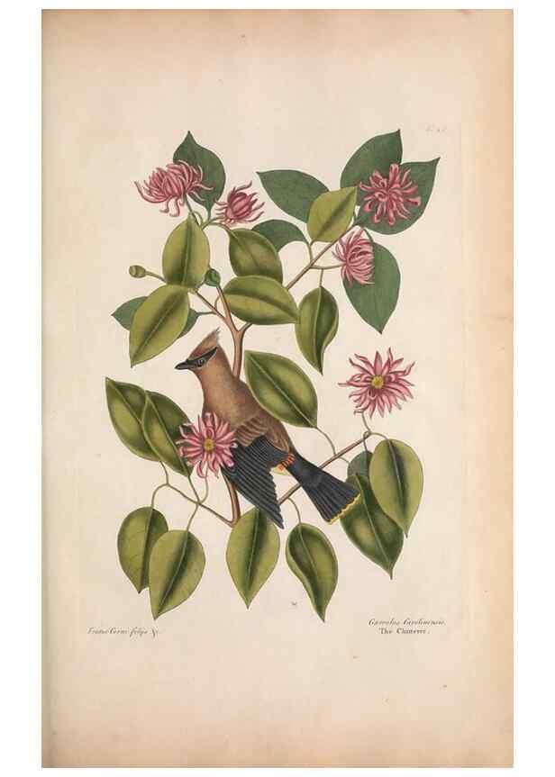 Reproducción/Reproduction 49456868336: The natural history of Carolina, Florida, and the Bahama Islands :. London :Printed for B. White,1771.. 