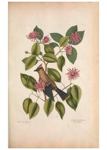 Reproducción/Reproduction 49456868336: The natural history of Carolina, Florida, and the Bahama Islands :. London :Printed for B. White,1771.. 
