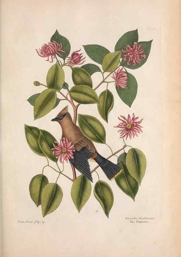 Reproducción/Reproduction 49456868336: The natural history of Carolina, Florida, and the Bahama Islands :. London :Printed for B. White,1771.. 