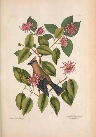 Reproducción/Reproduction 49456868336: The natural history of Carolina, Florida, and the Bahama Islands :. London :Printed for B. White,1771.. 
