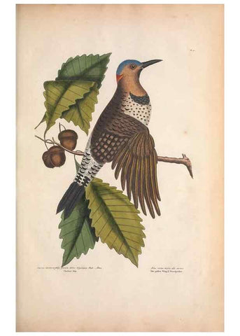 Reproducción/Reproduction 49456857486: The natural history of Carolina, Florida, and the Bahama Islands :. London :Printed for B. White,1771.. 