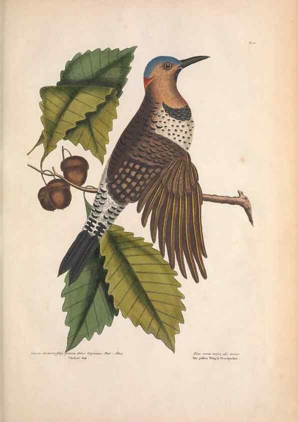 Reproducción/Reproduction 49456857486: The natural history of Carolina, Florida, and the Bahama Islands :. London :Printed for B. White,1771.. 