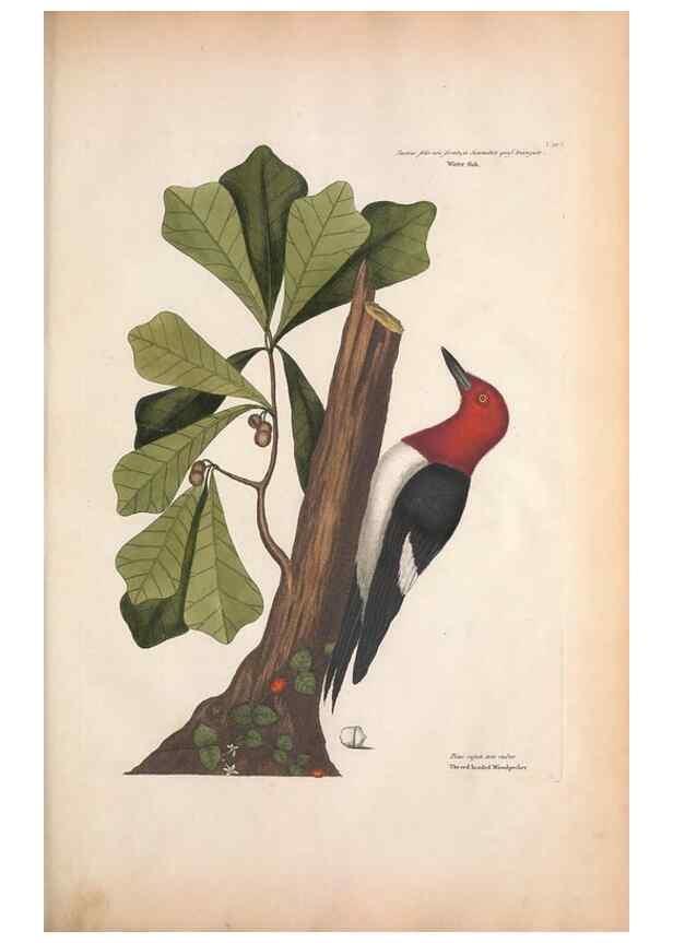 Reproducción/Reproduction 49456858271: The natural history of Carolina, Florida, and the Bahama Islands :. London :Printed for B. White,1771.. 