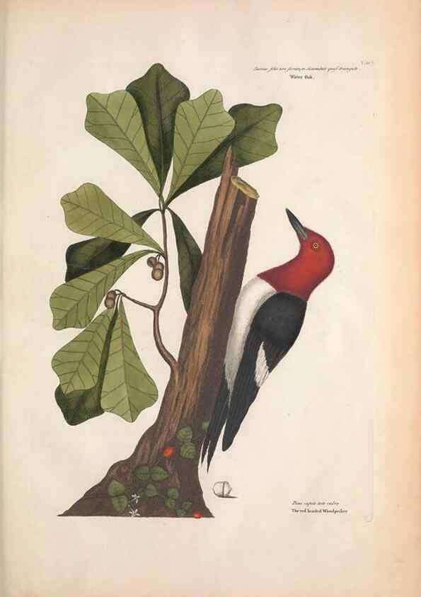Reproducción/Reproduction 49456858271: The natural history of Carolina, Florida, and the Bahama Islands :. London :Printed for B. White,1771.. 