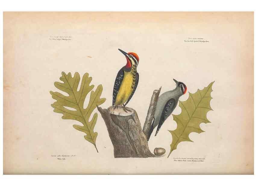 Reproducción/Reproduction 49456858681: The natural history of Carolina, Florida, and the Bahama Islands :. London :Printed for B. White,1771.. 