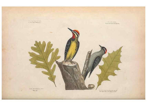 Reproducción/Reproduction 49456858681: The natural history of Carolina, Florida, and the Bahama Islands :. London :Printed for B. White,1771.. 