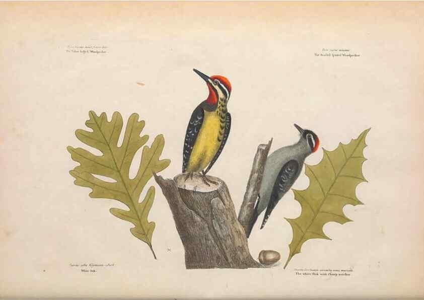 Reproducción/Reproduction 49456858681: The natural history of Carolina, Florida, and the Bahama Islands :. London :Printed for B. White,1771.. 
