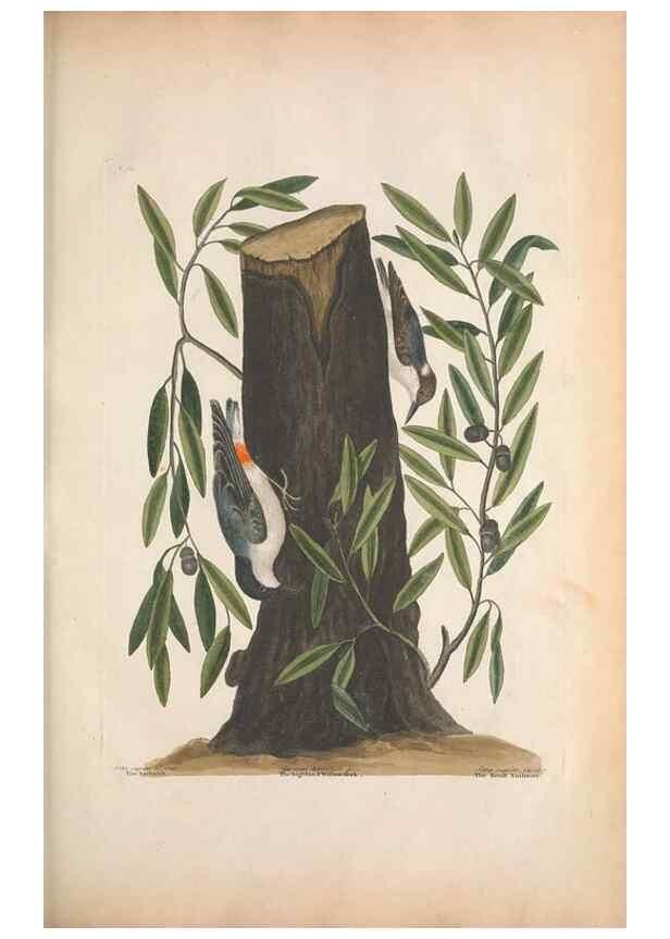 Reproducción/Reproduction 49457091577: The natural history of Carolina, Florida, and the Bahama Islands :. London :Printed for B. White,1771.. 
