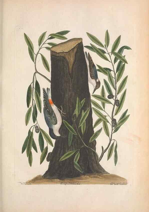 Reproducción/Reproduction 49457091577: The natural history of Carolina, Florida, and the Bahama Islands :. London :Printed for B. White,1771.. 