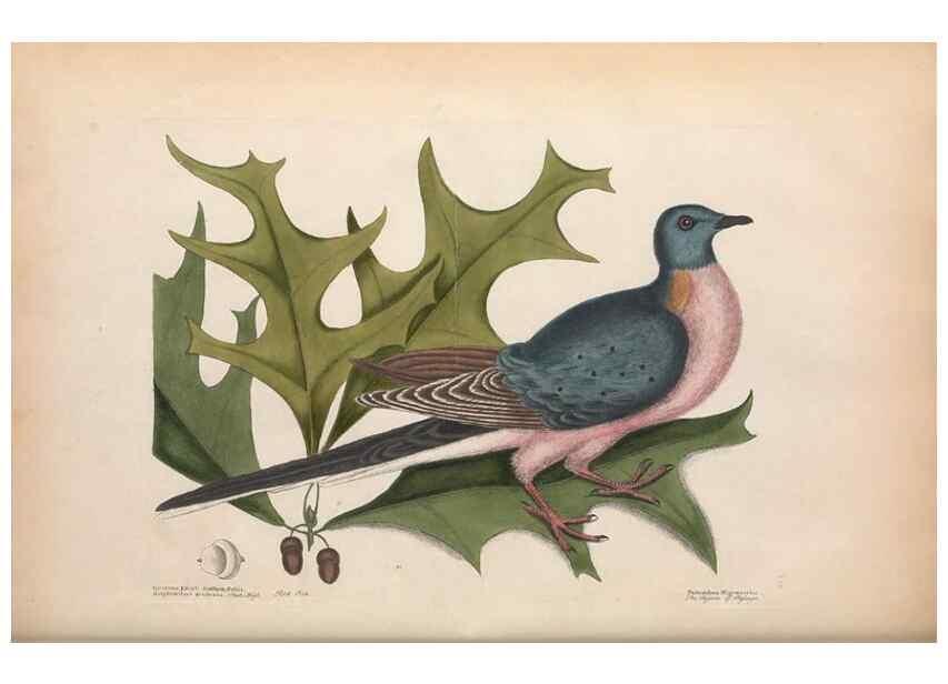 Reproducción/Reproduction 49456386773: The natural history of Carolina, Florida, and the Bahama Islands :. London :Printed for B. White,1771.. 