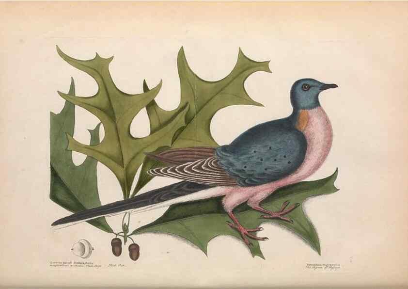 Reproducción/Reproduction 49456386773: The natural history of Carolina, Florida, and the Bahama Islands :. London :Printed for B. White,1771.. 
