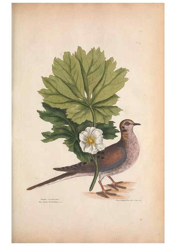 Reproducción/Reproduction 49457092402: The natural history of Carolina, Florida, and the Bahama Islands :. London :Printed for B. White,1771.. 