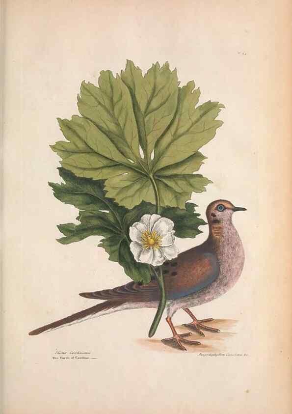Reproducción/Reproduction 49457092402: The natural history of Carolina, Florida, and the Bahama Islands :. London :Printed for B. White,1771.. 