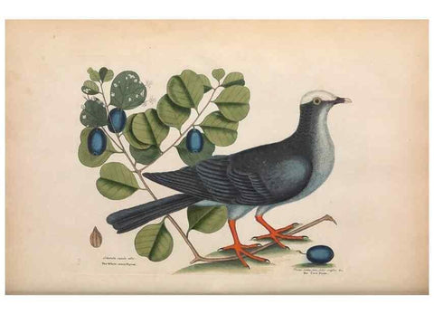 Reproducción/Reproduction 49456860156: The natural history of Carolina, Florida, and the Bahama Islands :. London :Printed for B. White,1771.. 
