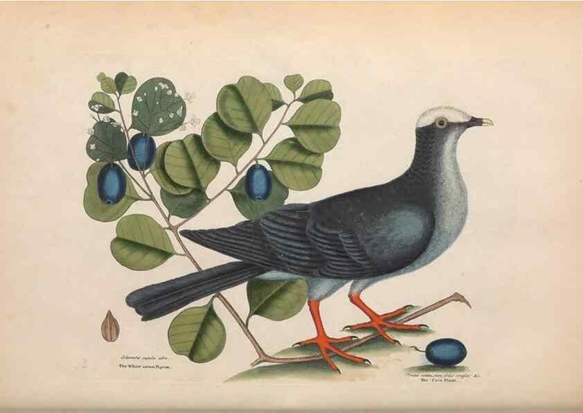 Reproducción/Reproduction 49456860156: The natural history of Carolina, Florida, and the Bahama Islands :. London :Printed for B. White,1771.. 